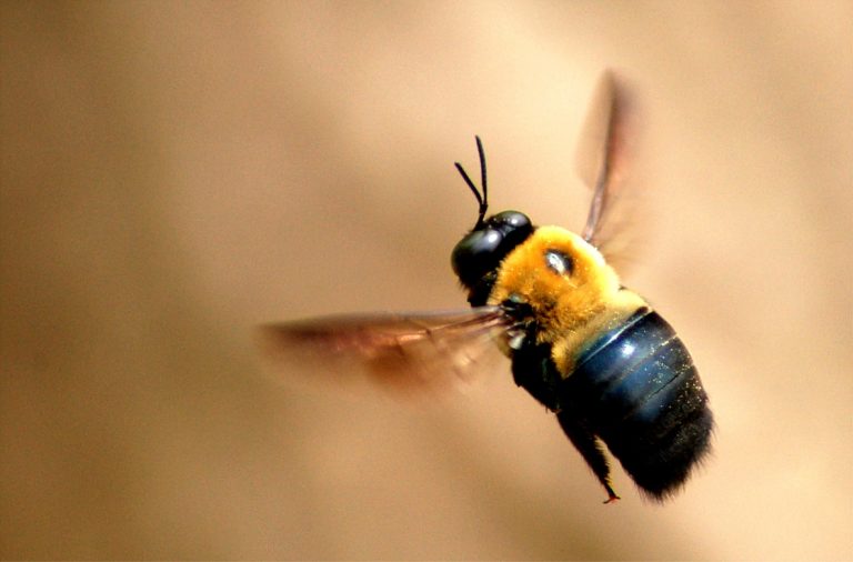 Keeping Your Home Carpenter Bee Free