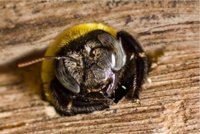 Carpenter Bee Solutions